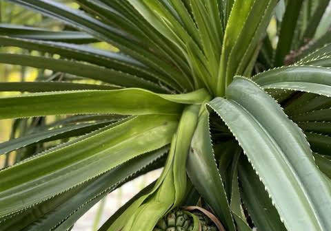 Sample Recipe: Signature Island Cocktail