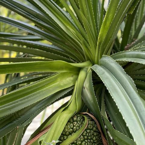 Sample Recipe: Signature Island Cocktail