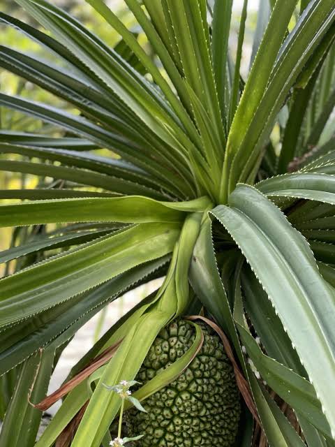 Sample Recipe: Signature Island Cocktail