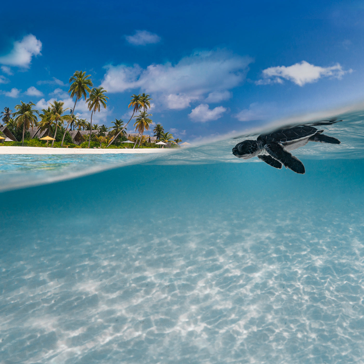 Sea & Surf