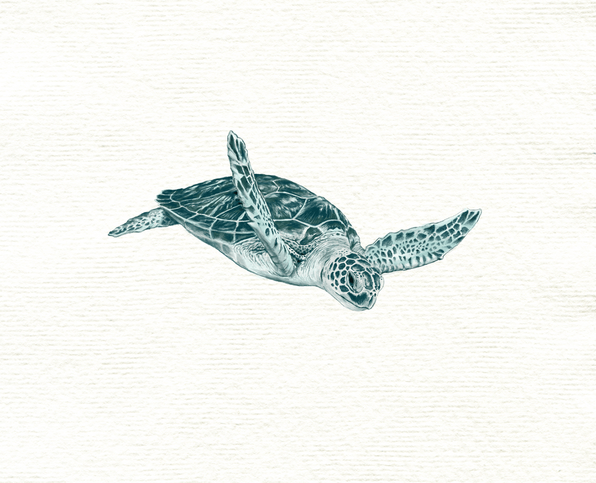 Pelagic & Reef